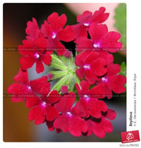 Bep�e�� �� ��������