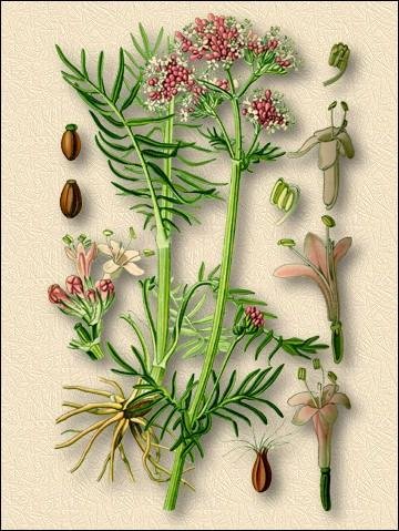 ��������� ������������� (Valeriana officinalis)