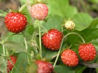 Земляника – вкусная и полезная ягода