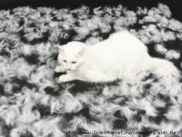 'Кошки 'Кошки