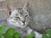 'Кошки 'Кошки