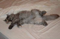 'Кошки 'Кошки