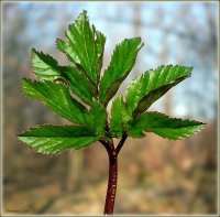 ����� - ������������� ��������