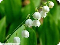 'Чем 'Чем