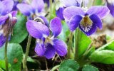 ������ �������� (Viola Odorata)