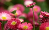 ���������� ����������� (Bellis Perennis)