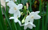 ������� ����������� (Narcissus Posticus)
