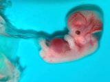 ������� ������ ������������ - ���� � ������� ����