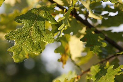 ���������� ����: �������� ������