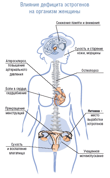 Что нужно знать о фитоэстрогенах?
