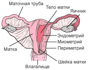 Аденомиоз матки: симптомы и лечение