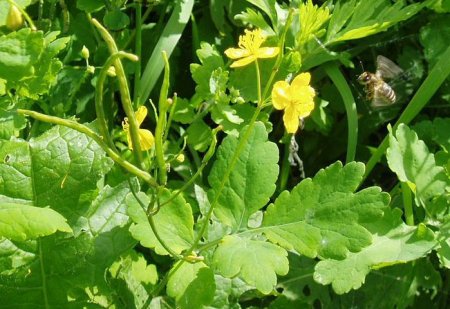 ����� ���������