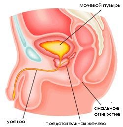 Лечение простатита разными народными средствами