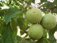 Лечение сахарного диабета народными средствами
