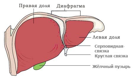 Локализованный и общий кожный зуд: причины его возникновения и лечение