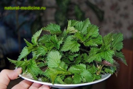 Молодая крапива