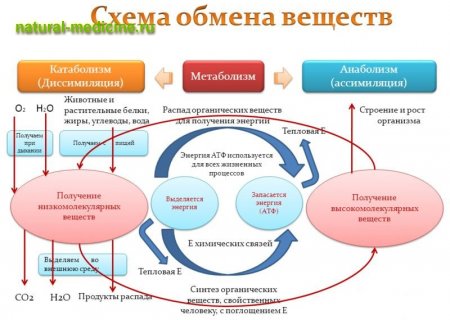 Обмен веществ